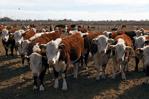 Afrikada Hisseli Kurban