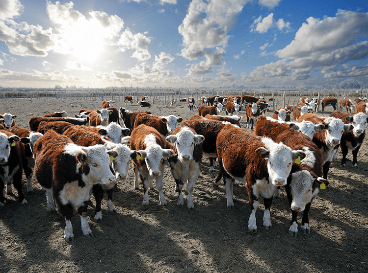 Afrika’da Kurban Nasıl Kesilir ?