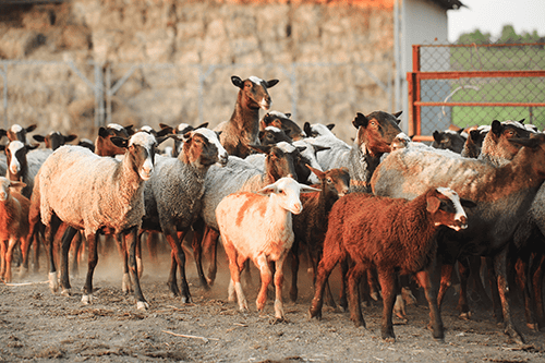 Bayramda Otoyollar Ücretsiz Mi Olacak?