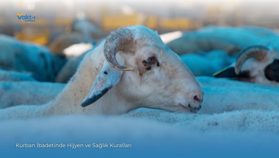 Kurban İbadetinde Hijyen ve Sağlık Kuralları