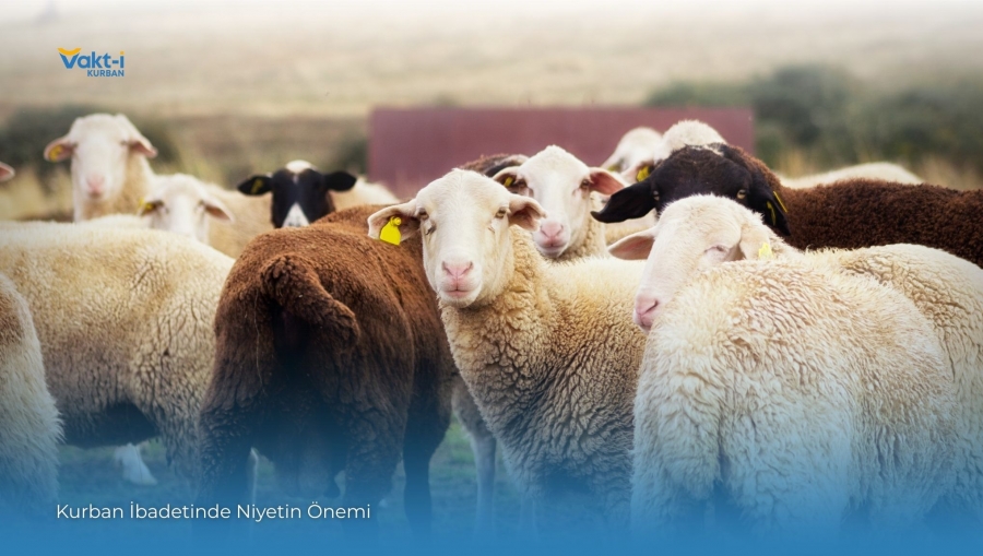 Kurban İbadetinde Niyetin Önemi
