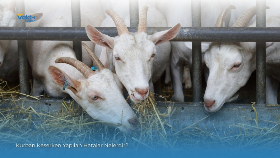 Kurban Keserken Yapılan Hatalar Nelerdir?