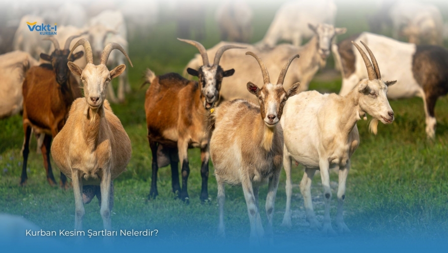 Kurban Kesim Şartları Nelerdir?