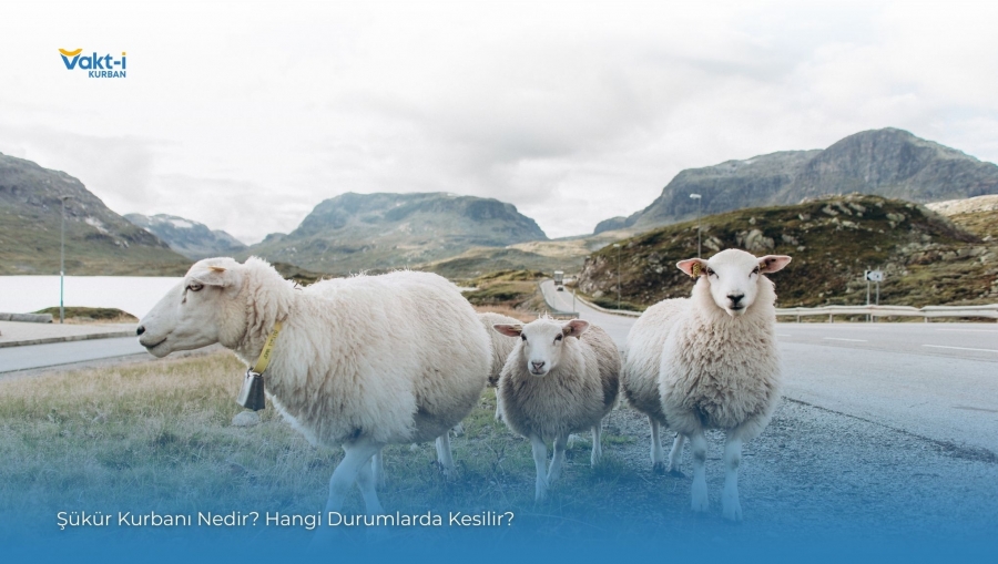 Şükür Kurbanı Nedir? Hangi Durumlarda Kesilir?