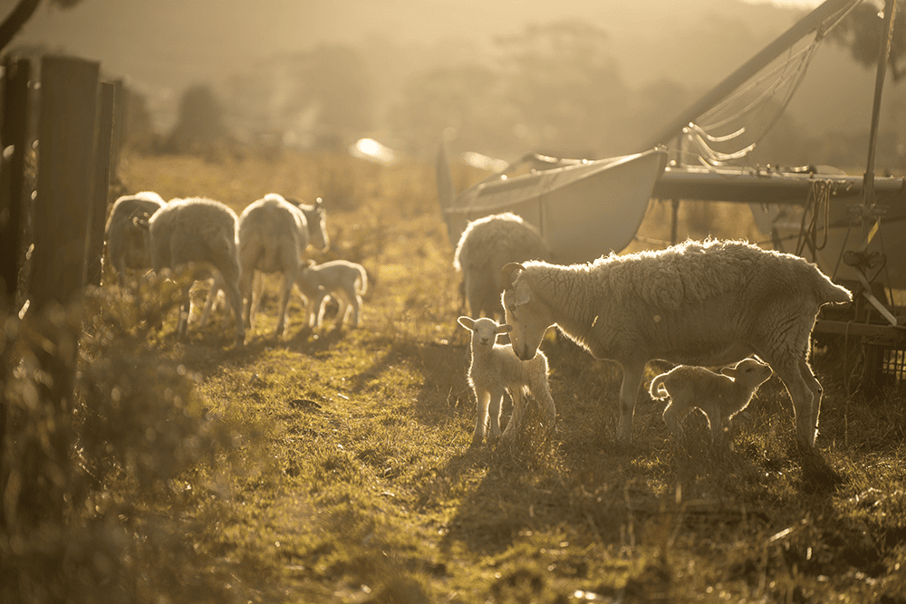 İstanbul Kurban Pazarları Ve Kesim Yerleri