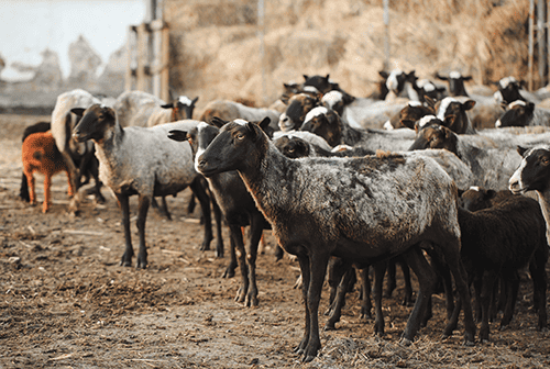 Kurbanlık Seçiminde Profesyonel Yaklaşım: 5 Maddede Kusursuz Tercih