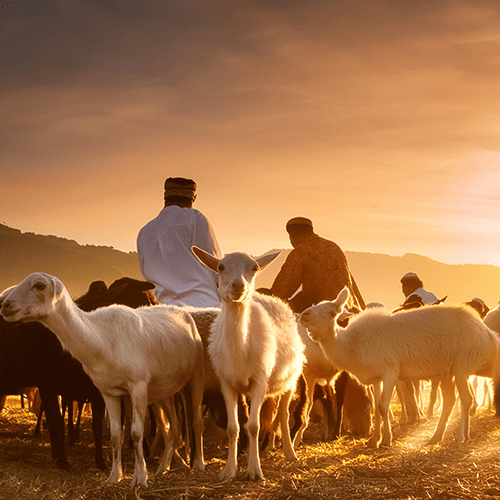 Vacip Kurban ile Adak Kurban Arasındaki Farklar
