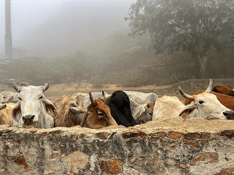 Yurtdışı Adak Bağışı
