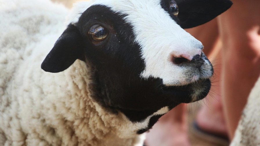 Yemen - Küçükbaş