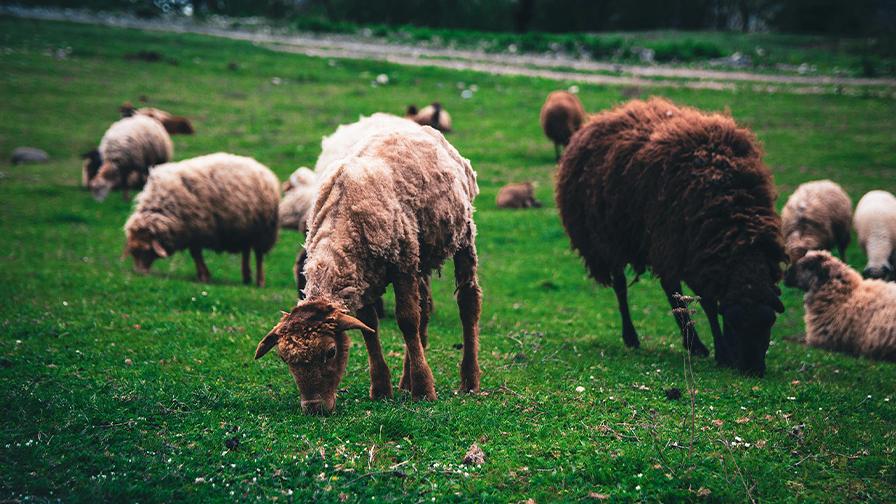 Suriye - Küçükbaş