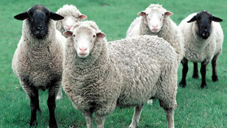 [Afrika] - Vacip Kurban Koyun